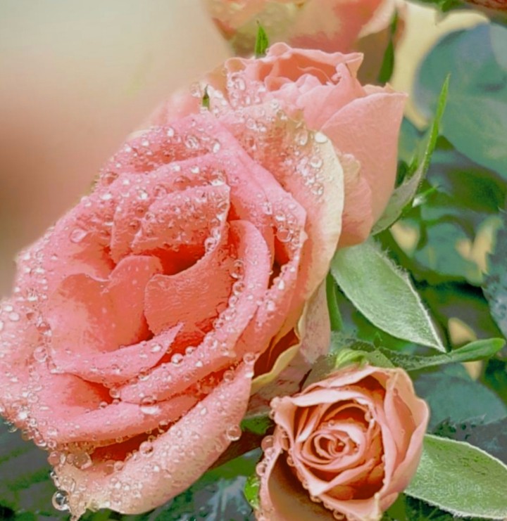 rose