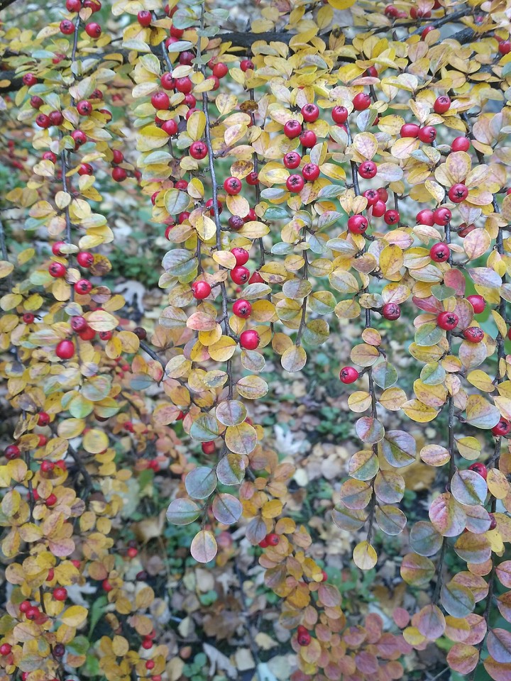 Autumn berry (no filters)