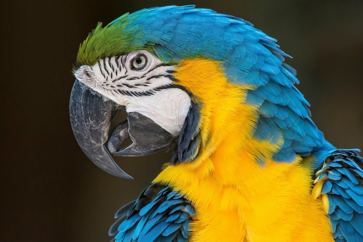 macaw