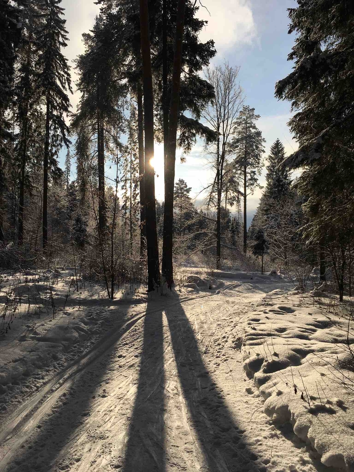 Winter forest