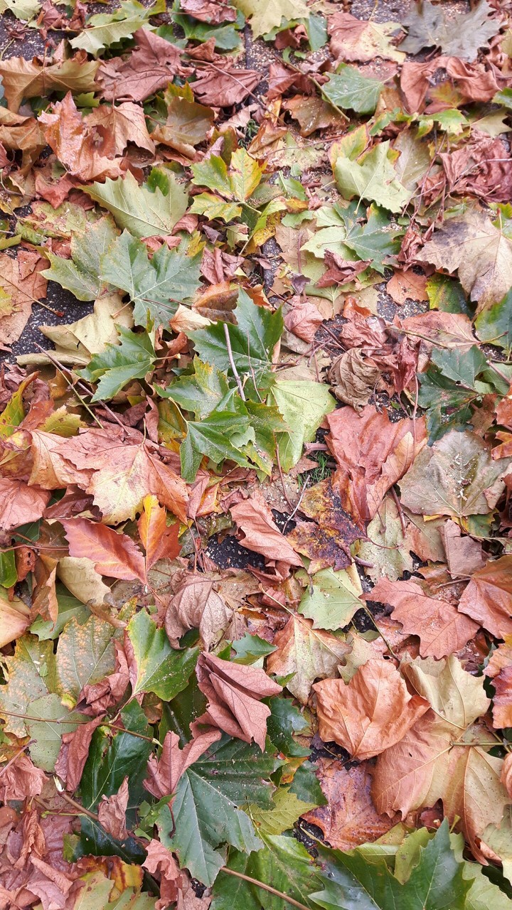 Otoño