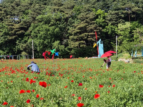 обои flower, Plantation