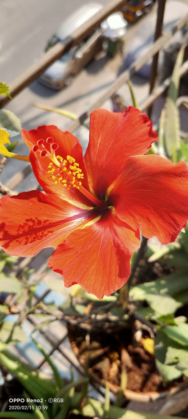 Hibiscus