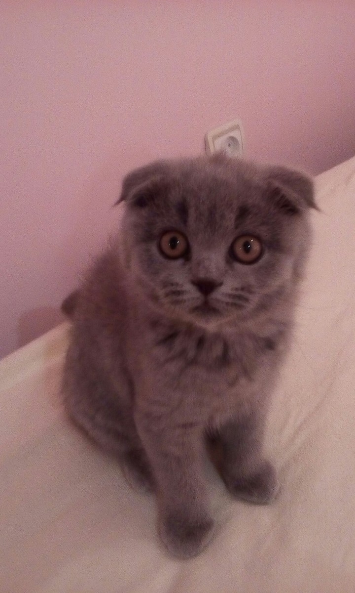 Sweet, small cat 