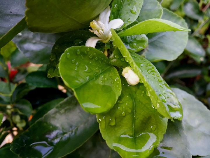 Rain