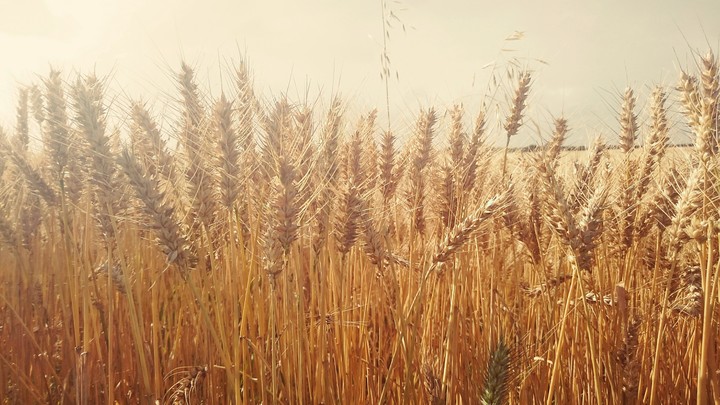wheat