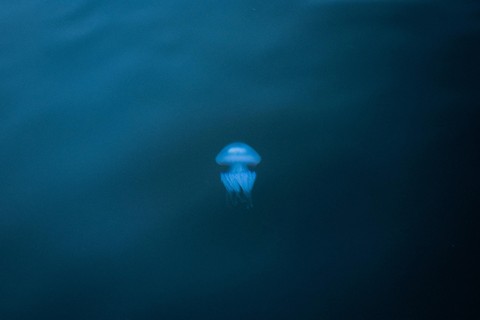 Science, cnidaria duvar kağıtları