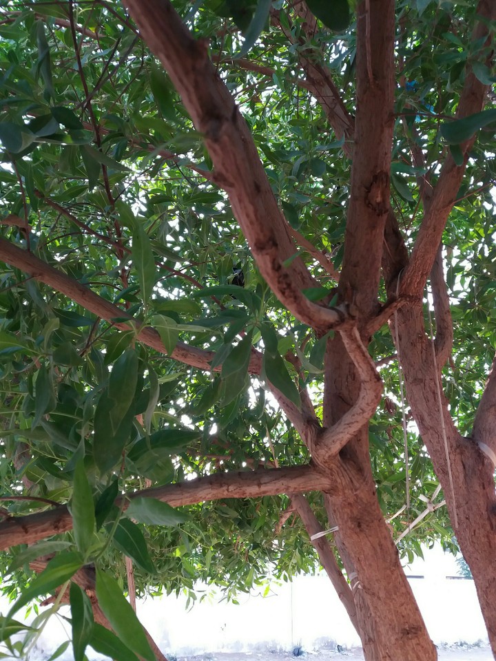 صورة