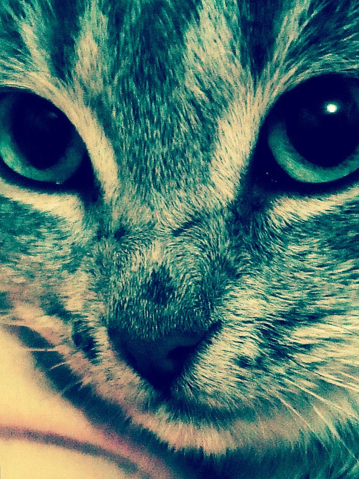 My cat