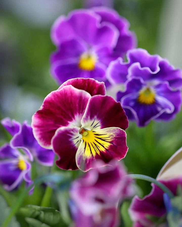 pansies