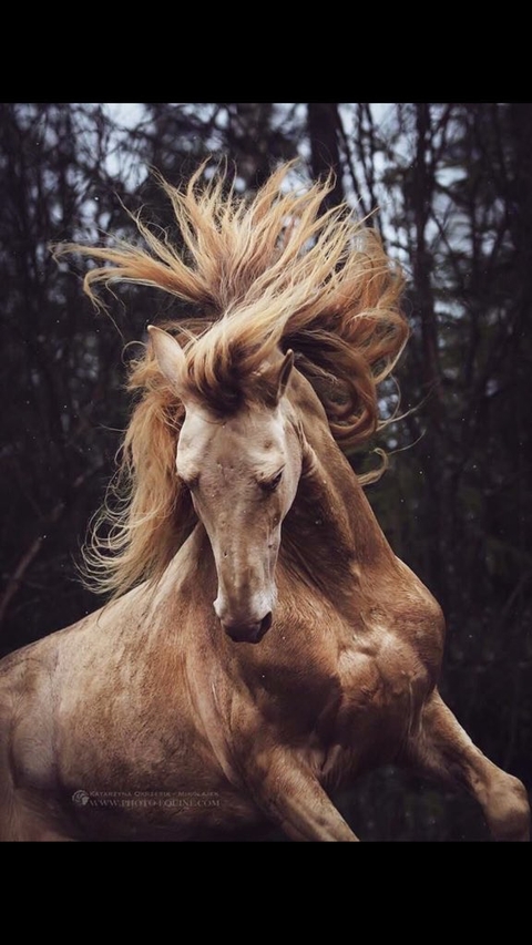 horse, snout duvar kağıtları