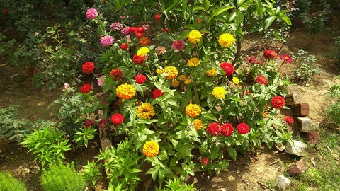 flowers
