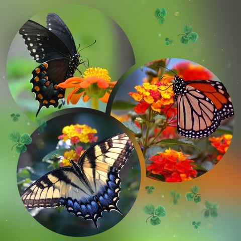 flowers, insect Hintergrundbilder