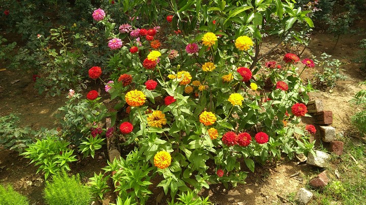 flowers