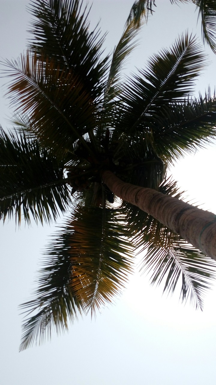 #tree