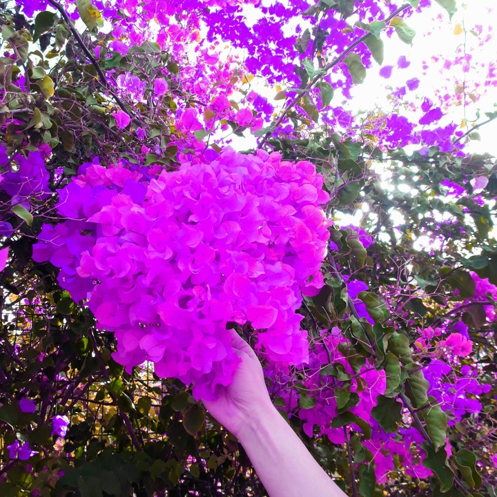 ▪purple flower○•°