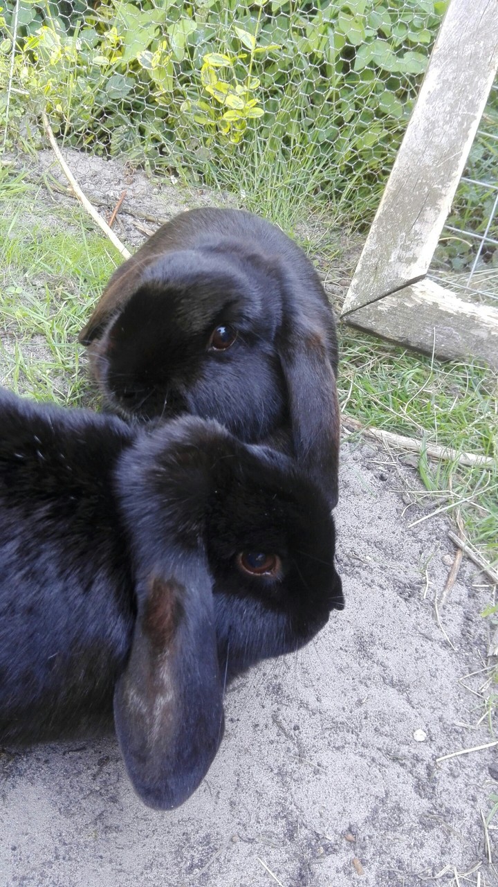 Bunnies