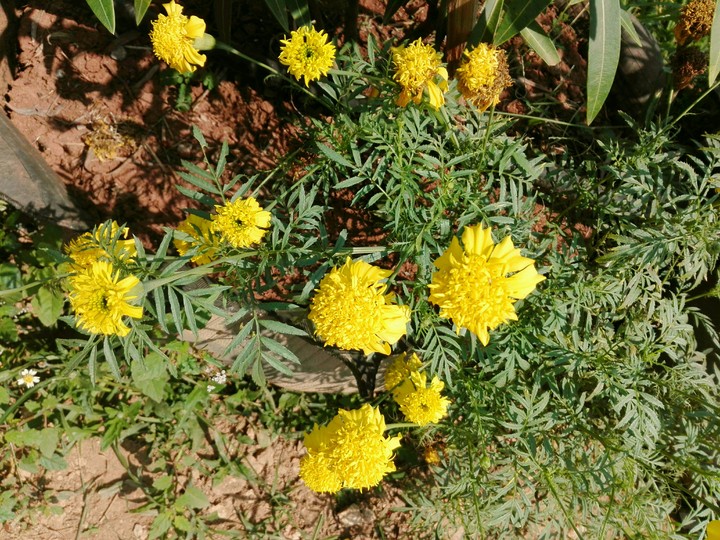Sbai Reang Flower
