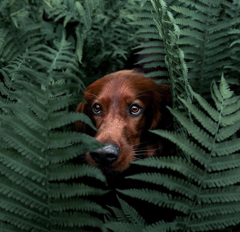 snout, dog Hintergrundbilder
