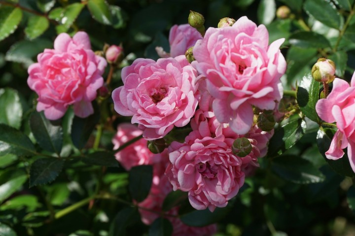 Botanical Garden
