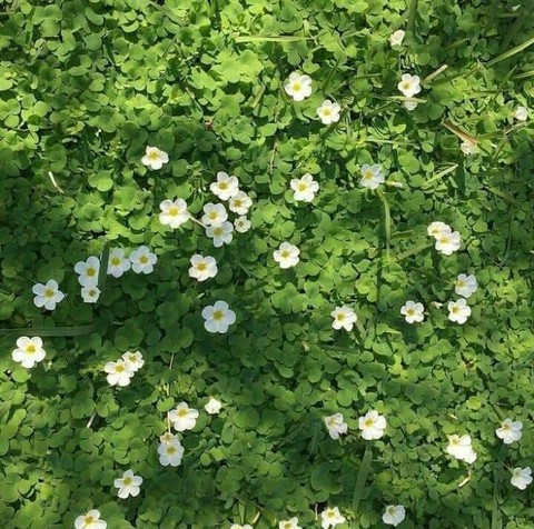 Clover