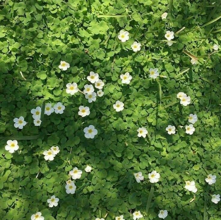 Clover