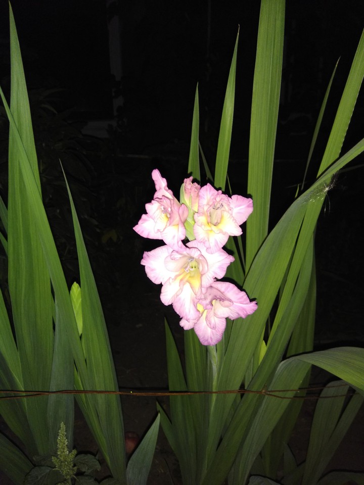 gladiole