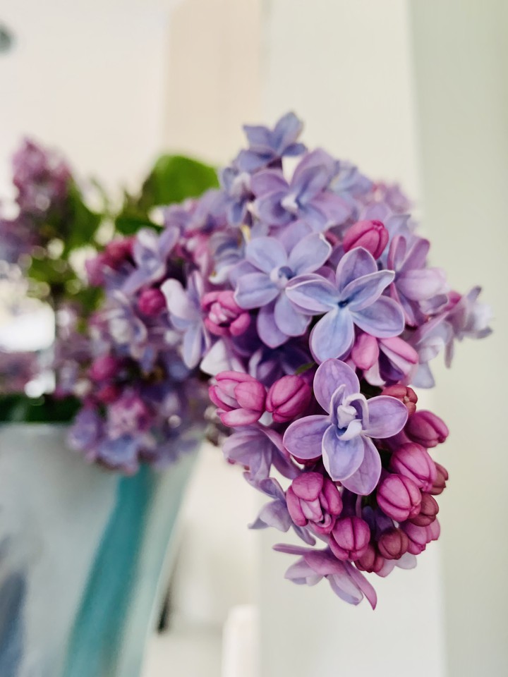 lilac flower