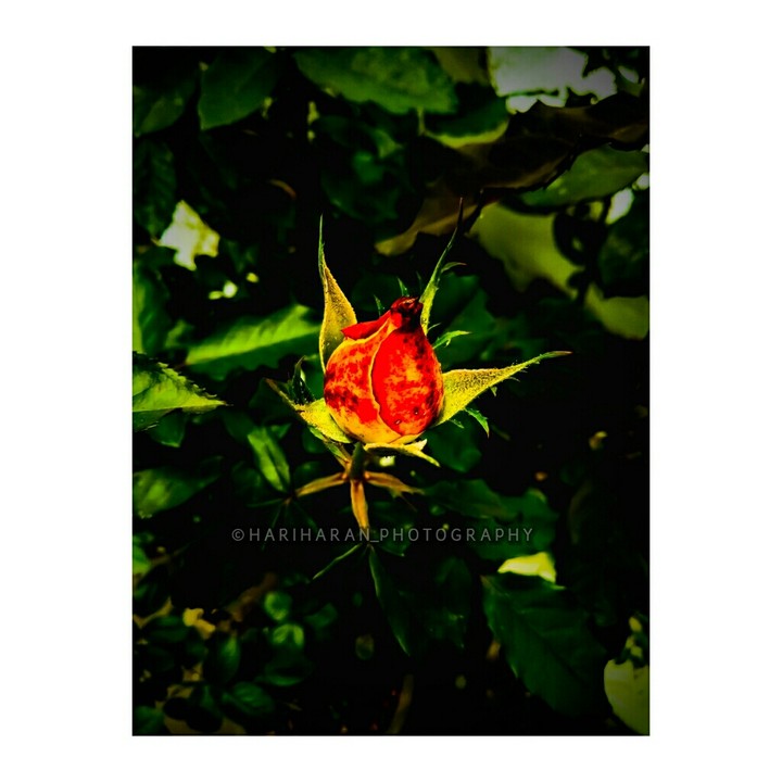 ||| •Bud Rose• |||