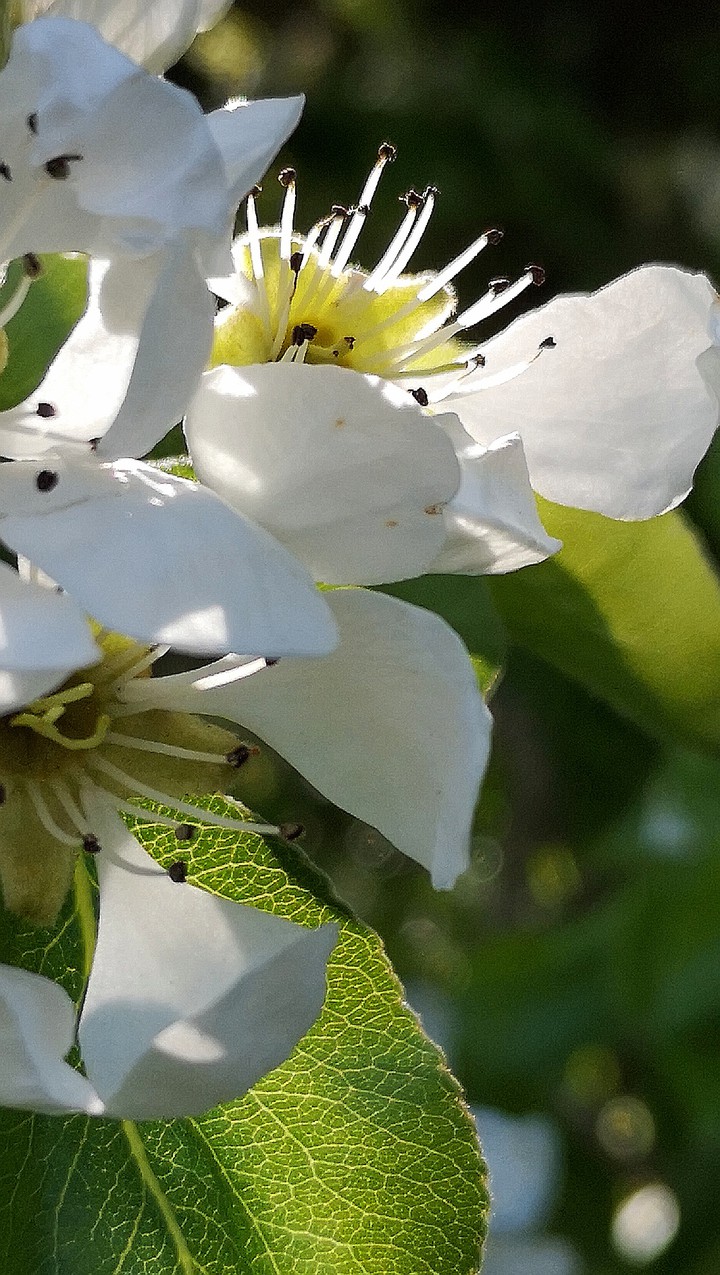 Lichtspiele Birnen Blüte