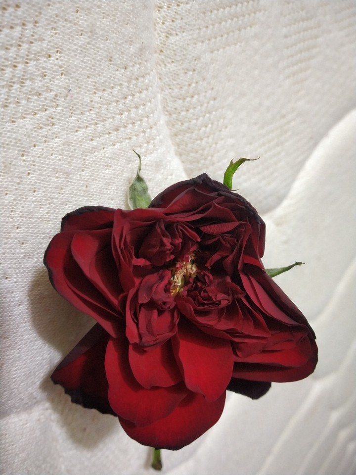 Beauty in DRY