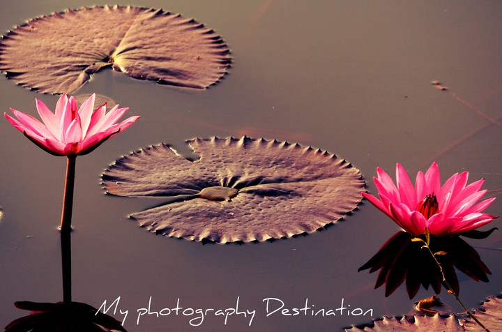 Lotus pond ☺️