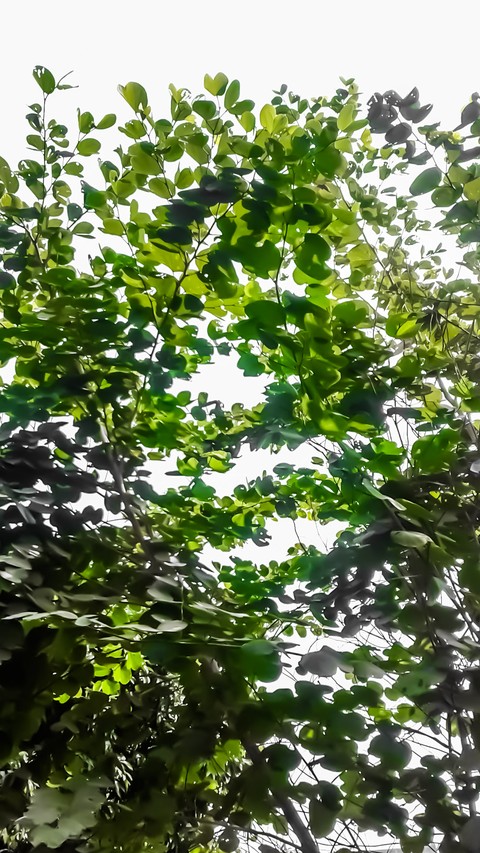Looking up to the garden leaves