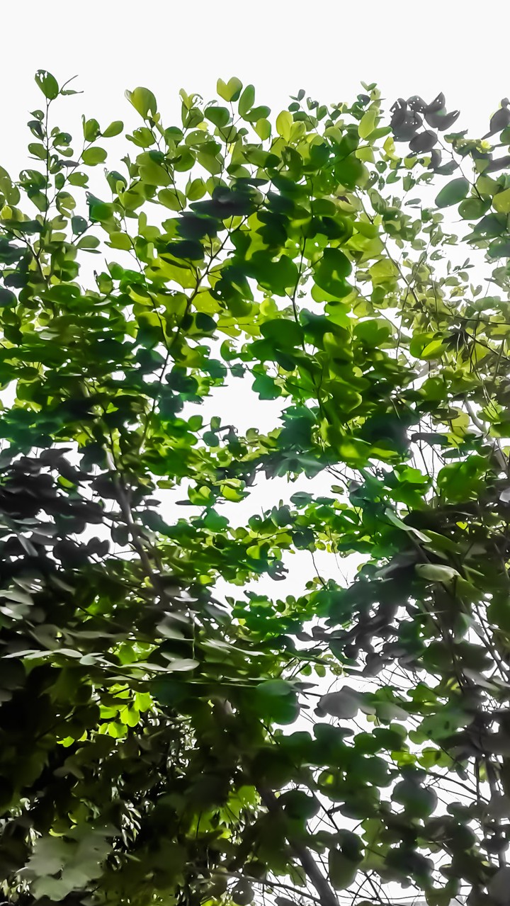 Looking up to the garden leaves