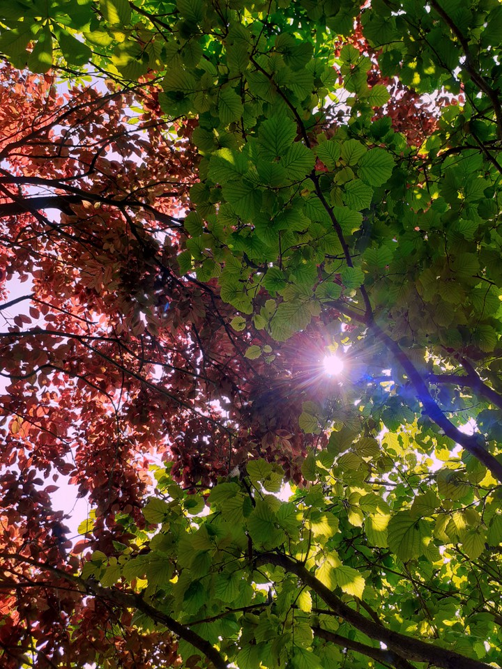 Sun