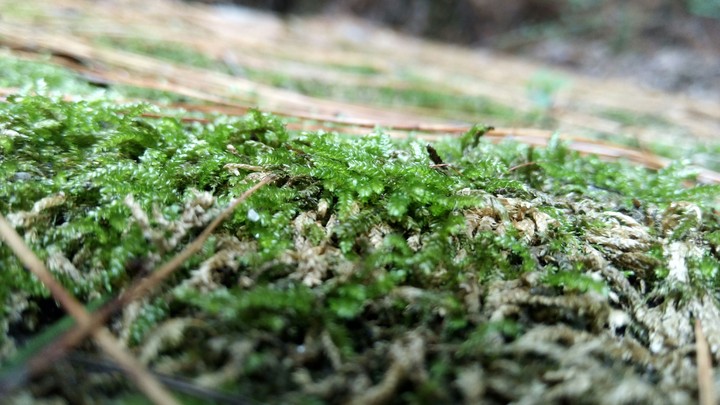 Grass in the tap