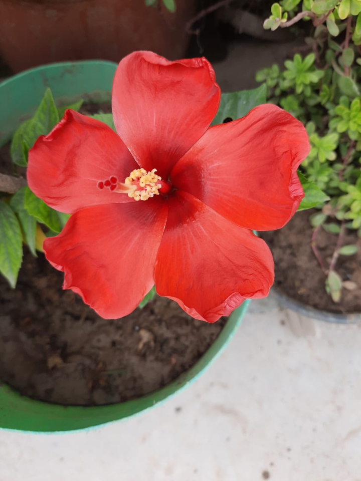 flower