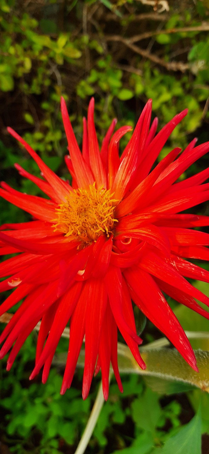 red..