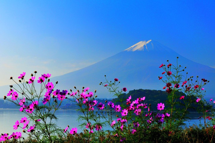 Fuji flowers