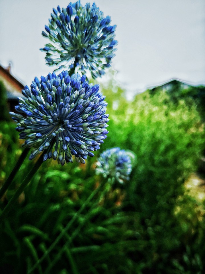 blue star