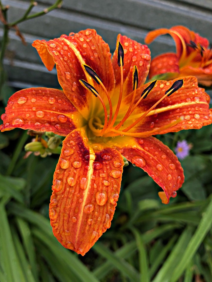 lily