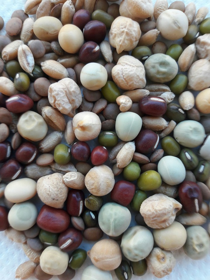 Pulses
