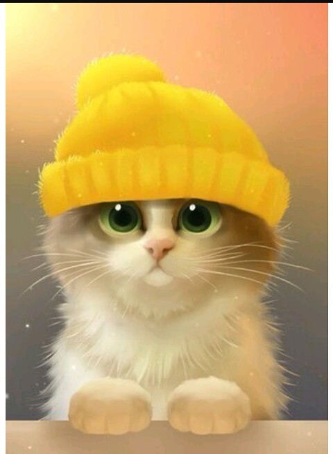 The most beautiful kittens