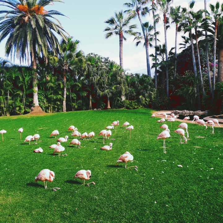 ▪flamingo ○•°