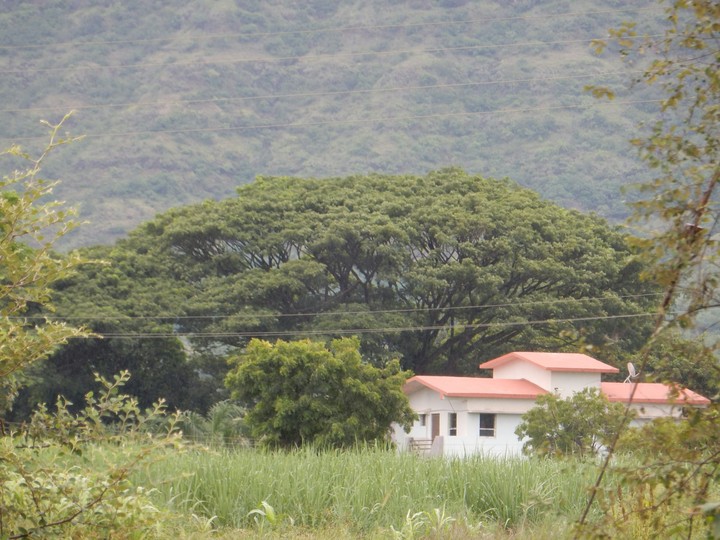 dreamhome