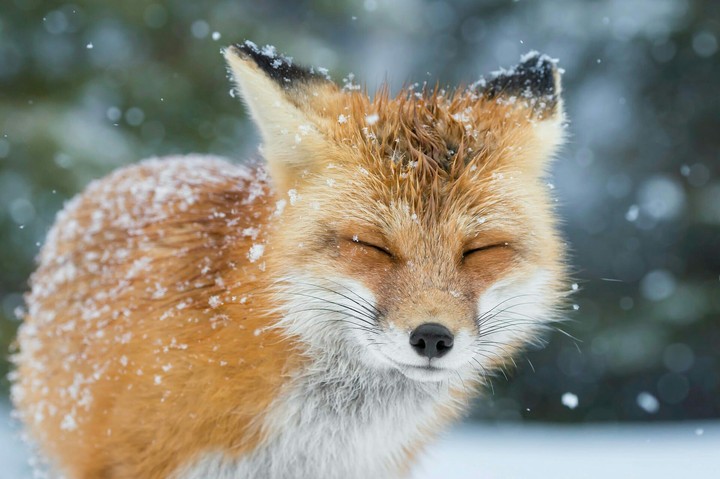 Renard