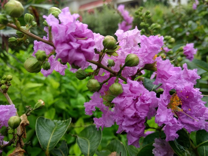 Voilet Blossom