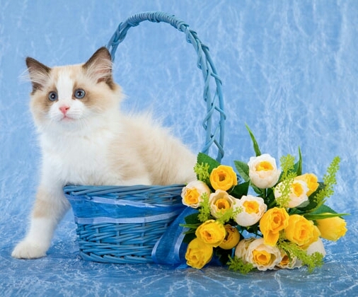 kitty