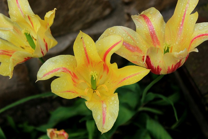 Favourite flower