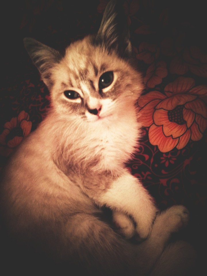 Котенок